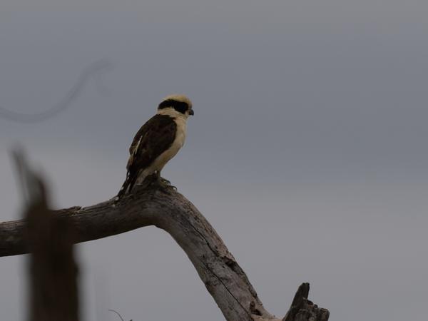 Lachvalk (Herpetotheres cachinnans)